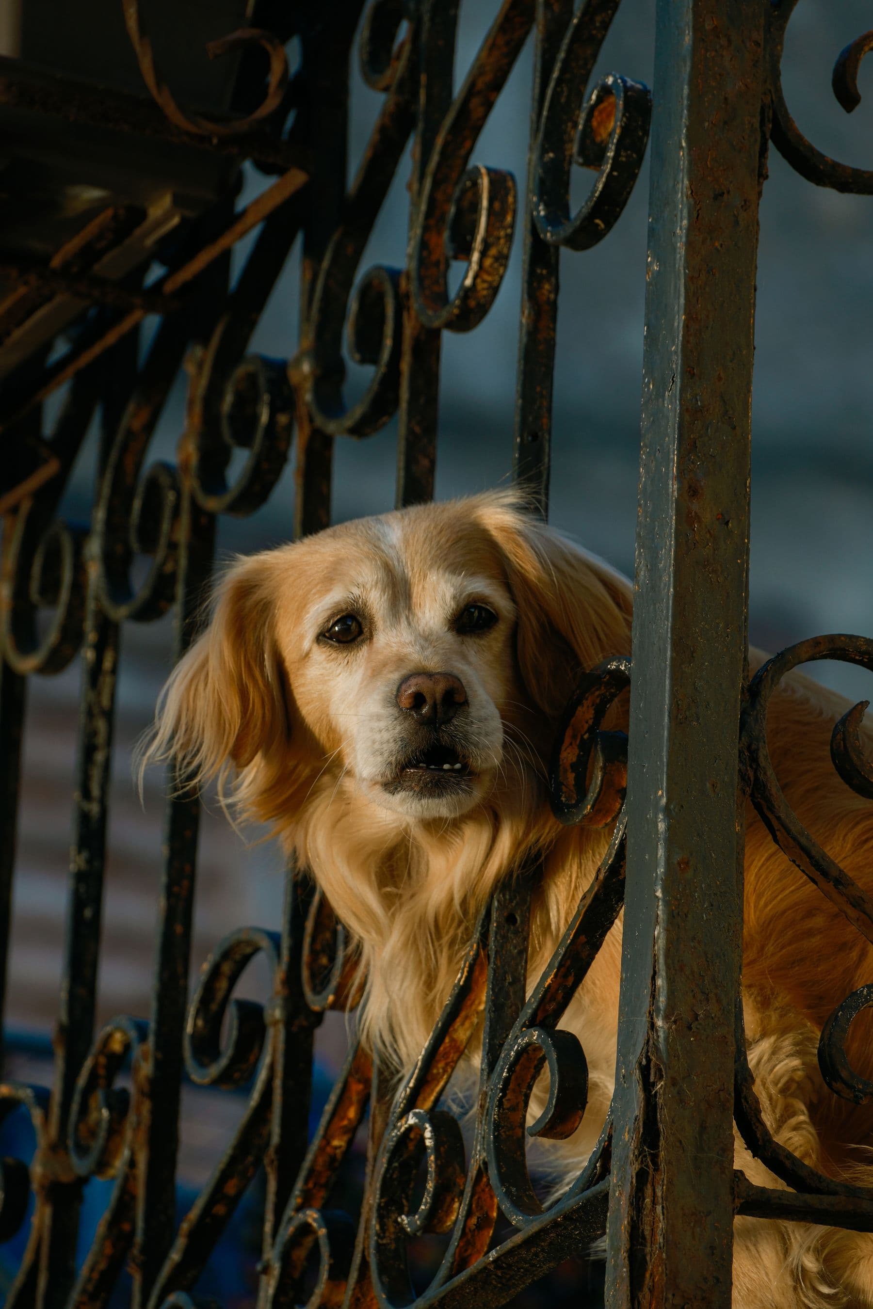 A golden dog looking out through a wrought-iron fence